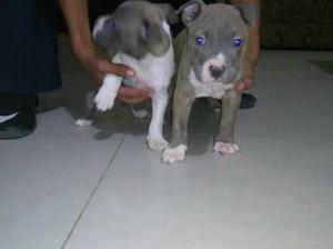 American Bully