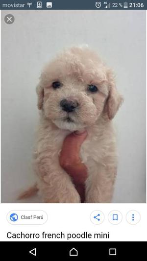 Bella Cachorra Poodle Hembra 480 Soles