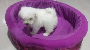 Bichon Frise