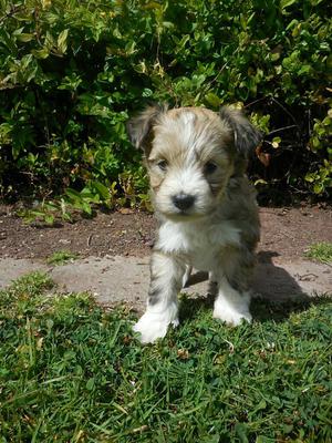 Cachoros en Adopción