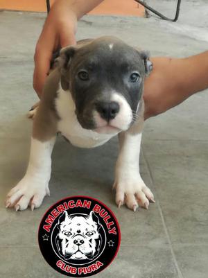 Cachorra American Bully