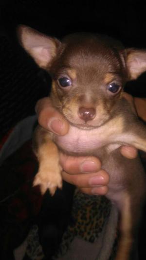 Cachorra Chihuahua Minitoy