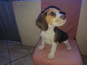 Cachorrito Beagle de 2 Meses Y Medio