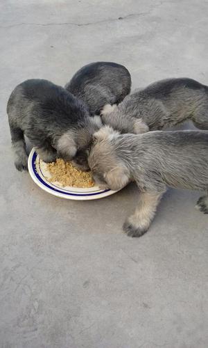 Cachorritos Schnauzer Toy Plomo Plata