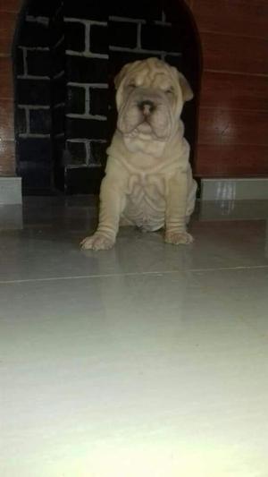 Cachorro Sharpei en Venta