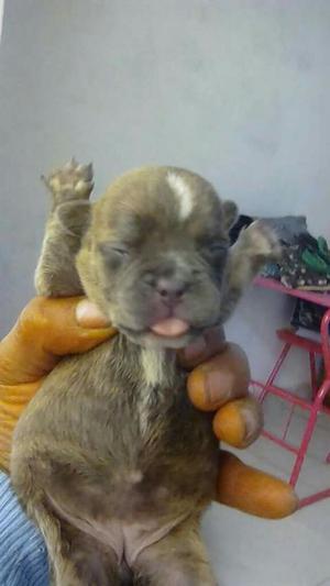 Cachorros American Bully