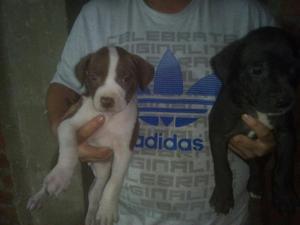 Cachorros American Stanfor
