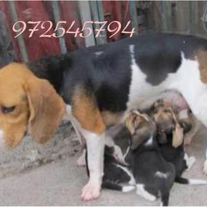 Cachorros Beagle 13 Pulgadas Tricolores