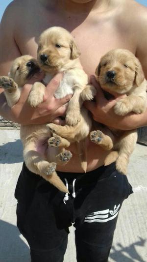 Cachorros Golden Retriever