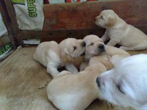 Cachorros Labradores