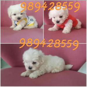 Cachorros Maltés Toy Blancos Nieve