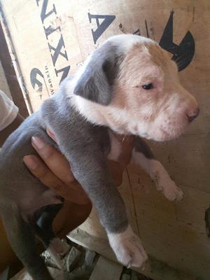 Cachorros Pitbull