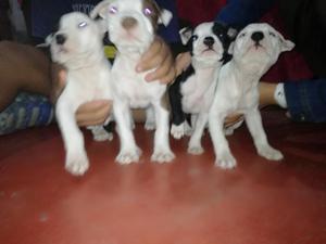 Cachorros Pitbulls Precios Negosiable