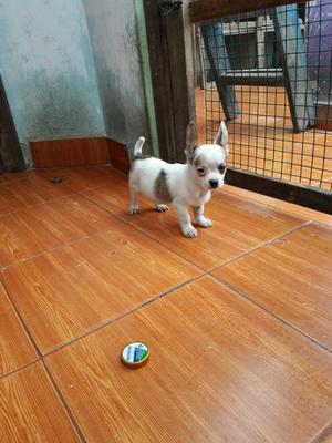 Chihuahua Macho Blanco de 2 Meses