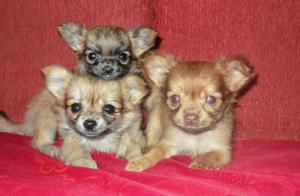 Chihuahuas Peluditos