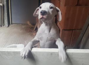 Dogo Argentino