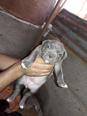 En venta cachorra 4 generacion