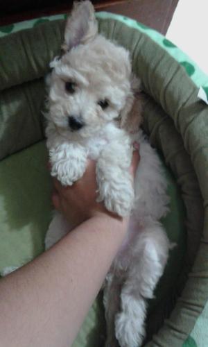 HERMOSOS CACHORRITOS POODLE TOY