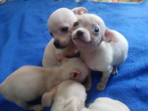 Hermosos Tiernos Perros Cachorros Chihuahua