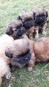 PEKINES EN LIMA OFREZCO HEMBRAS YMACHOS