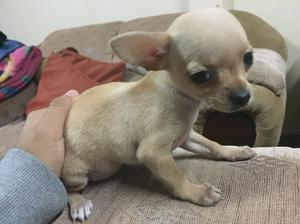 Perrita Chihuahua Hermosa