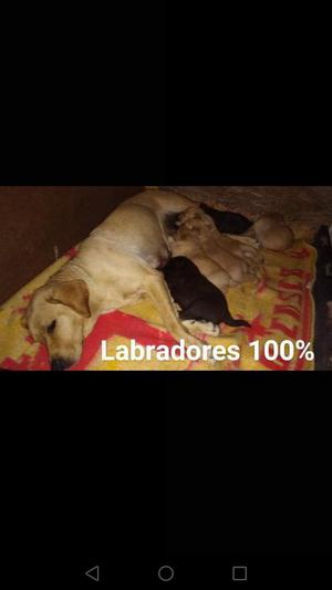 Perros Labradores a La Venta