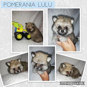 Pomerania Lulu