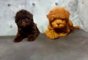 Poodle Minitoy Y Toy Apricot