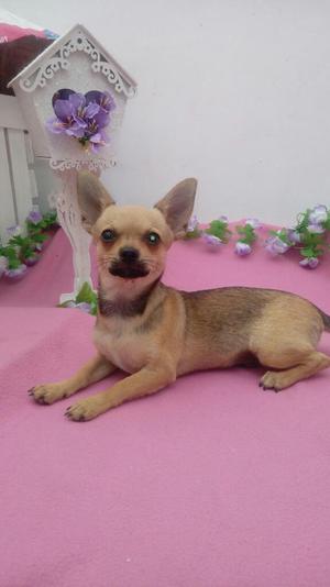 Remato Chihuahua con Pedigree