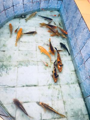 Remato pez carpa koi desde 90 soles 40 cm