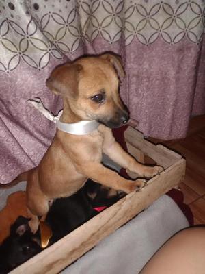 Se regalan perritos