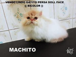 Vendo Bellos Gatitos Persas Doll Fce:::: MACHITOS