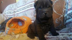 Vendo Cachorro Sharpei