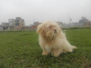 Vendo Mi Unico Cachorro Chitzu Macho