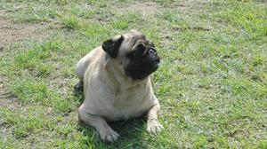 Vendo Pug Adulto