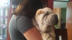 Vendo hermosa bebe sharpei