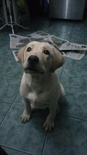 Vendo perro labrador