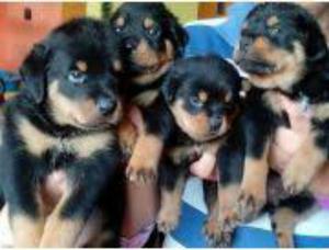 Venta de Cachorros Rottweiler