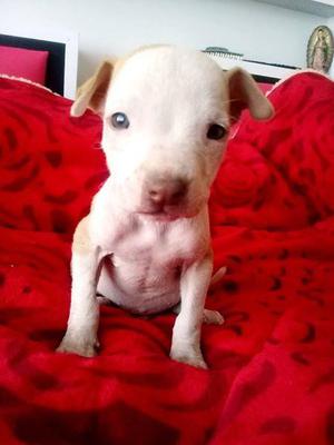 Venta de cachorro pitbull