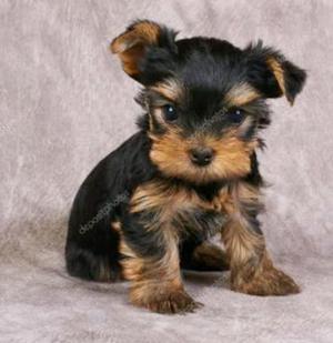 Yorkshire Terrier