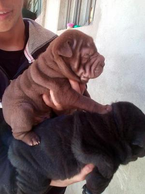cachorros sharpei