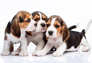 ejemplares de raza beagles cachorros