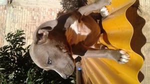 se vende cachorra de raza pitbull