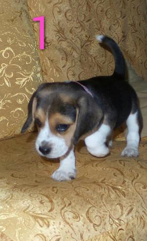 5 Cachorros Beagles de 52 Dias 