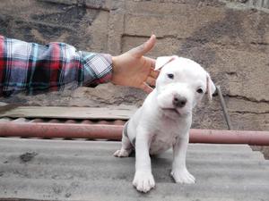 American Bully Fusion Pit Bull Blue Nose