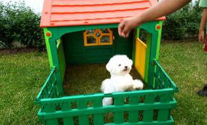 Bichonbfrise Bellos en La Molina