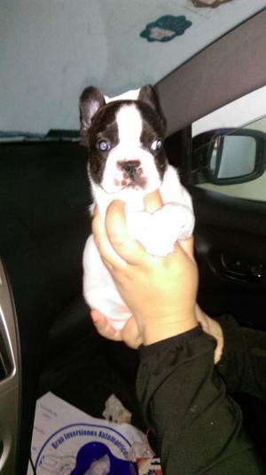 Boston Terrier