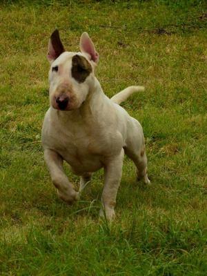 Bull Terrier