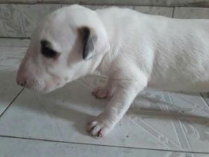 Bull Terrier Hembr@$