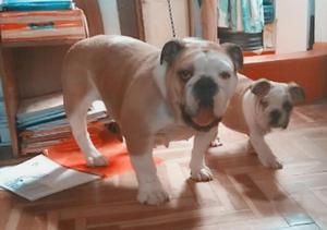 Bulldog Inglés Chorros Y Madre